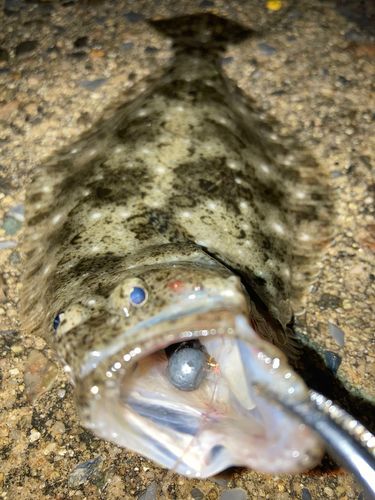 ヒラメの釣果