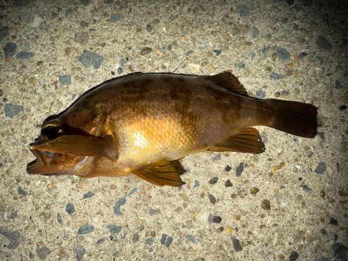 アカメバルの釣果