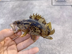 タケノコメバルの釣果