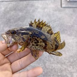 タケノコメバル