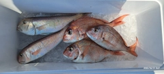 シロアマダイの釣果