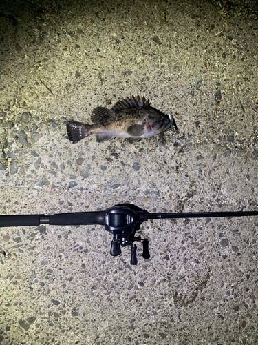 ソイの釣果