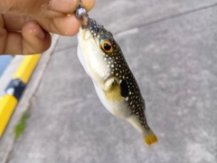 フグの釣果