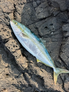 ガンドの釣果