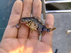 タケノコメバルの釣果