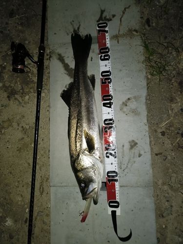 シーバスの釣果