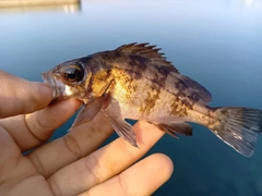 メバルの釣果