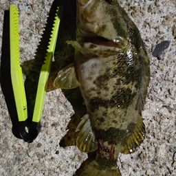 タケノコメバル