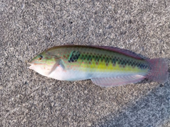 キュウセンの釣果