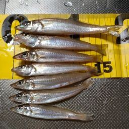 シロギス