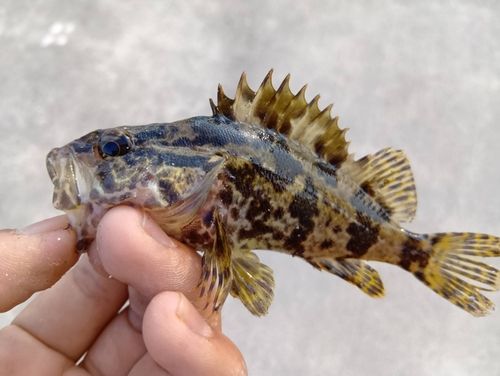 タケノコメバルの釣果