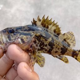 タケノコメバル