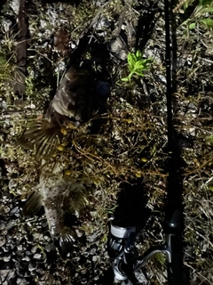 タケノコメバルの釣果