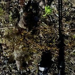 タケノコメバル