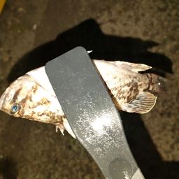 クロソイ
