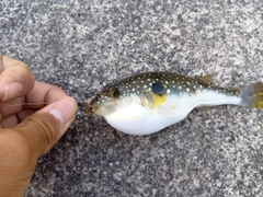フグの釣果