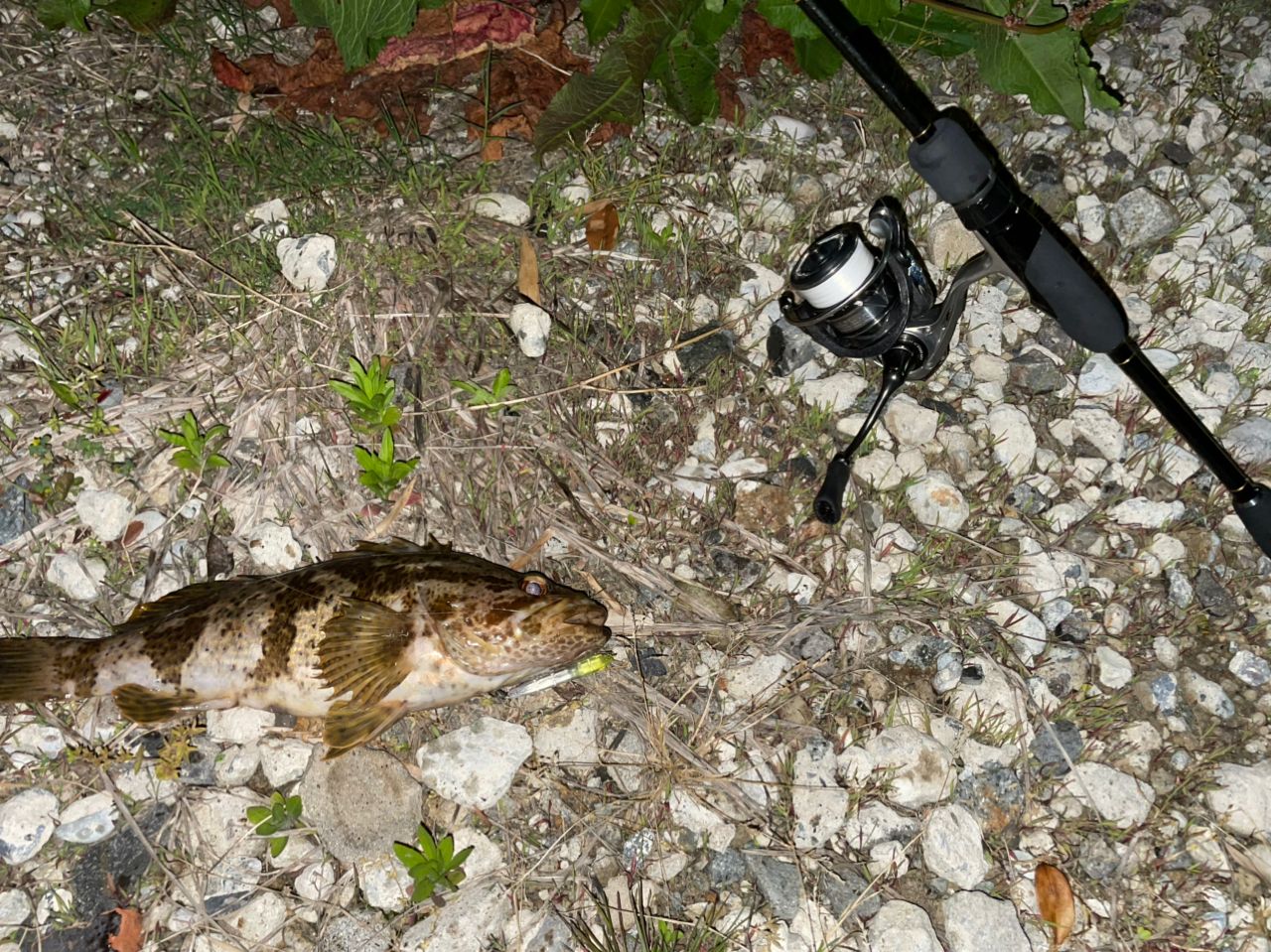 タケノコメバル