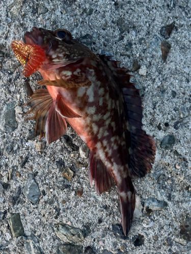 ガシラの釣果