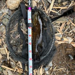 スモールマウスバス