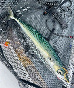 サバの釣果