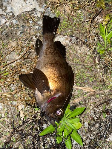 クロメバルの釣果