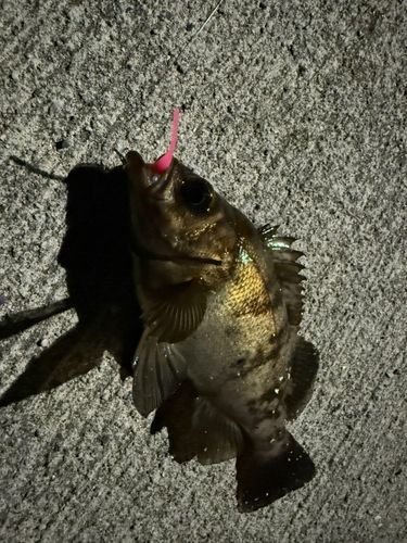 メバルの釣果