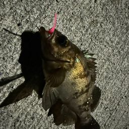 メバル