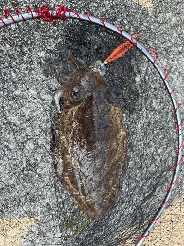 コウイカの釣果
