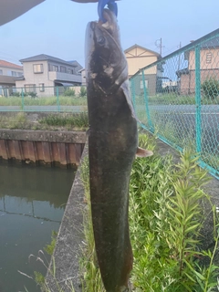 ナマズの釣果