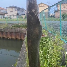 ナマズ