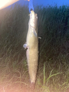 ナマズの釣果