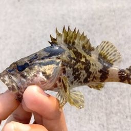 タケノコメバル