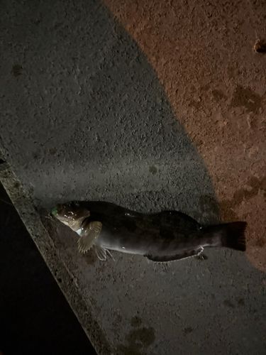 アイナメの釣果