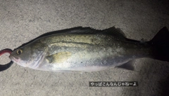 フッコ（マルスズキ）の釣果