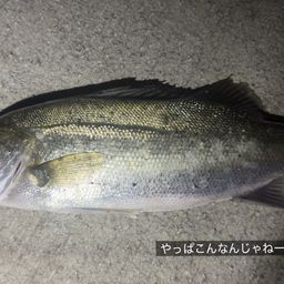 フッコ（マルスズキ）