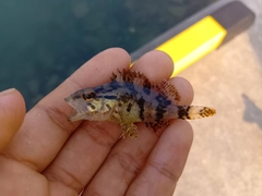 タケノコメバルの釣果