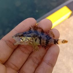 タケノコメバル