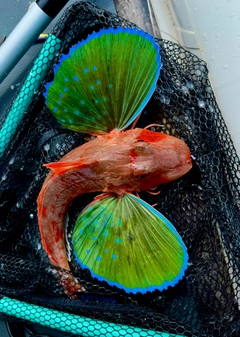 ホウボウの釣果