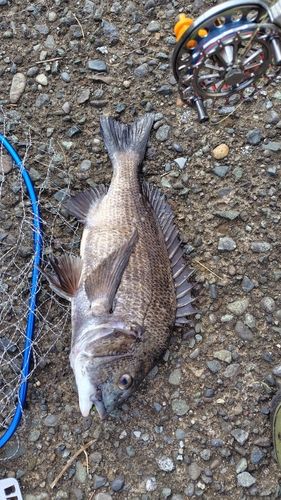 クロダイの釣果