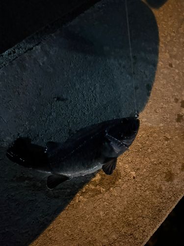 クロソイの釣果