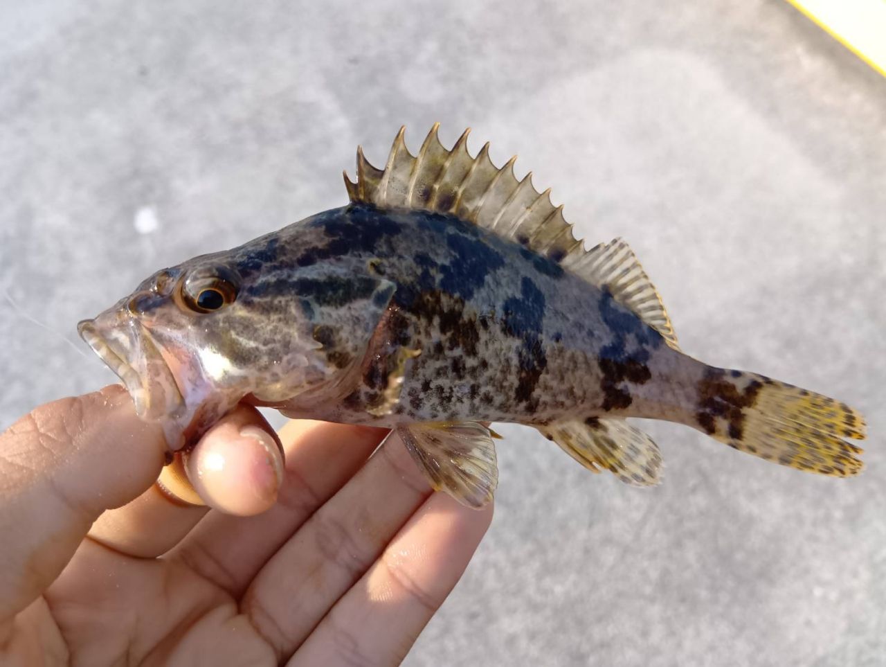 タケノコメバル