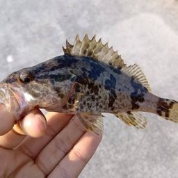 タケノコメバル