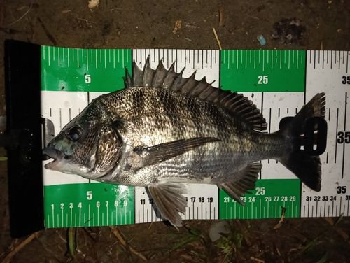 クロダイの釣果