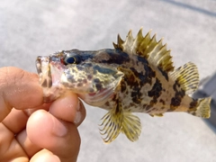 タケノコメバルの釣果