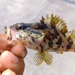 タケノコメバル