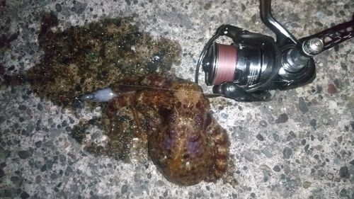 タコの釣果