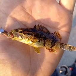 タケノコメバル