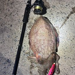 モンゴウイカ