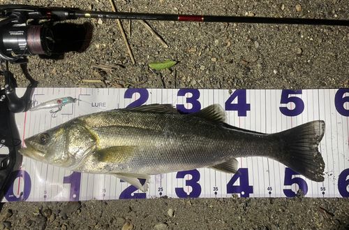 スズキの釣果