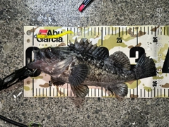 クロソイの釣果